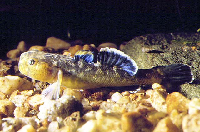 Chlamydogobius eremius